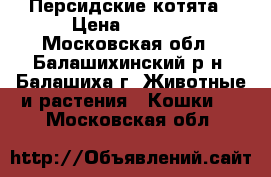 Персидские котята › Цена ­ 4 000 - Московская обл., Балашихинский р-н, Балашиха г. Животные и растения » Кошки   . Московская обл.